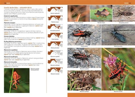 A Photographic Guide To Insects Of Southern Europe And The Mediterranean