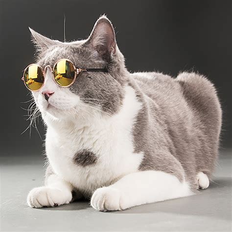 Cat Sun Glasses When You Touch A Cat With Your Spiritin Return They