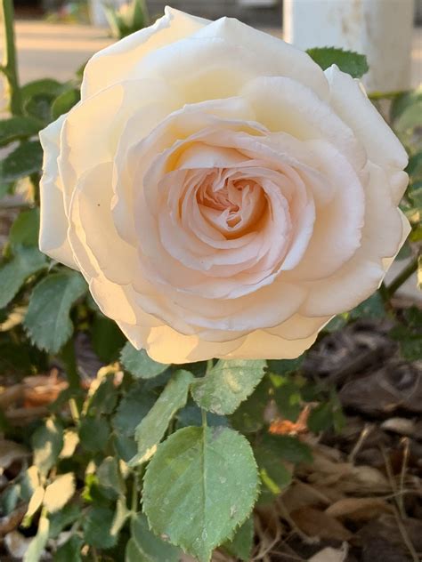 White Eden® Climbing Rose Great Garden Plants