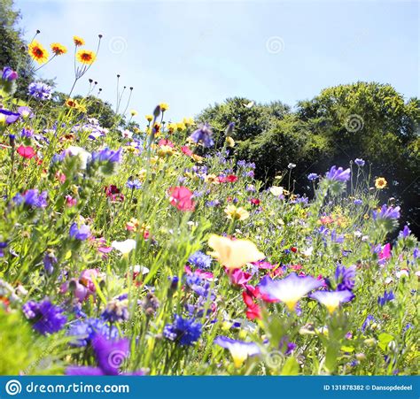 Colorful Summer Wildflower Meadow Stock Photo Image Of Background