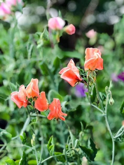 Growing Sweet Peas In Pots A Pretty Life In The Suburbs