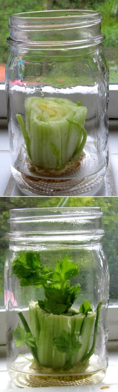 How To Grow Celery From Celery