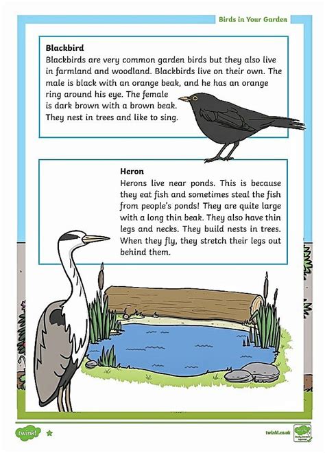 Ks2 Bird Comprehension Worksheet Learning Resources Printables