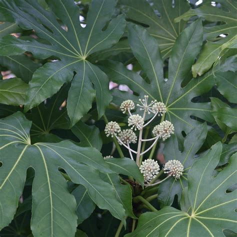 Buy Japanese Aralia Fatsia Japonica Delivery By Crocus