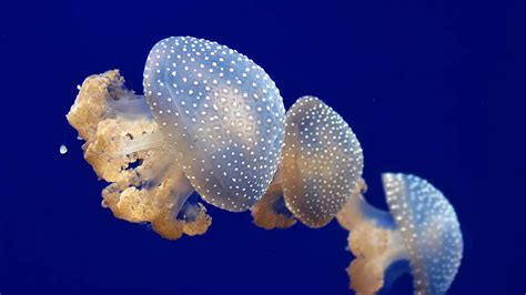 Invasive Jellyfish Species From Australia Was Recently Spotted In North
