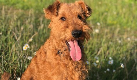 Irish Terrier Guide Exercise Needs Stories And Tips Borrowmydoggy