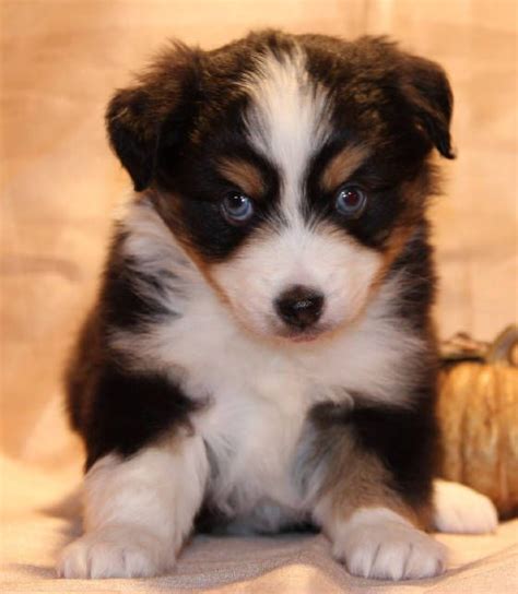 Blue Eyed Black Tri Toy Aussies Australian Shepherd Puppies Australian Shepherd Mini