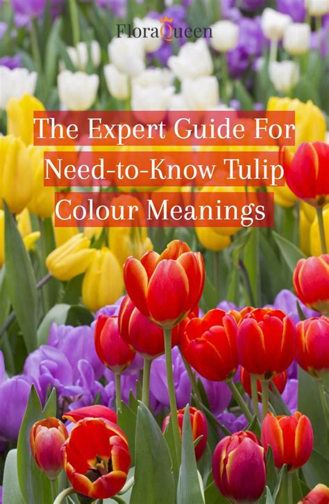 The Expert Guide For Need To Know Tulip Colour Meanings Tulip Colors