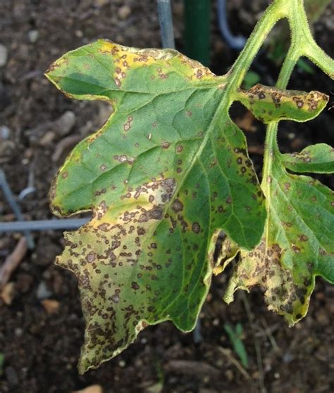 Strange Gardener Tomato Leaf Spot