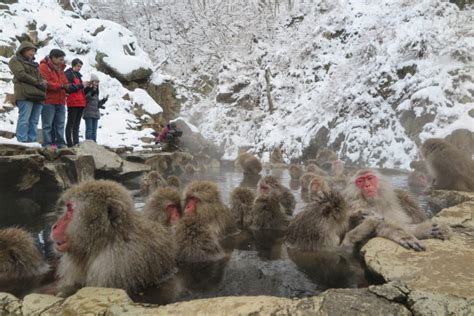 We can observe adorable newborns and their interactions with. Jigokudani Monkey Park, Where Monkeys Bath in Hot Springs ...