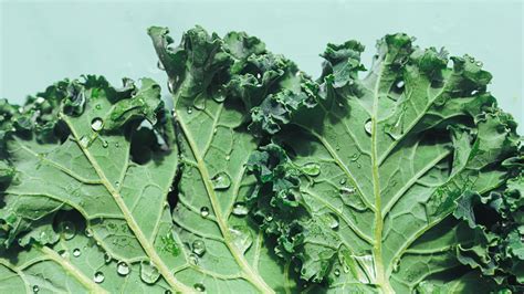 Different Types Of Kale 7 Varieties And How To Use Them