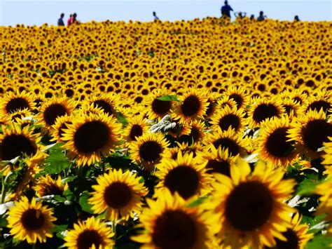 Pick Your Own Sunflowers At This Melbourne Farm
