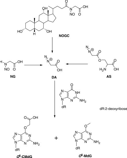 The Formation Of Diazoacetate And Its Modification Of Deoxyguanosine