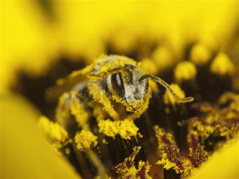 Bee Collects Nectar And Pollen Stock Image Image Of Honeybee Flower