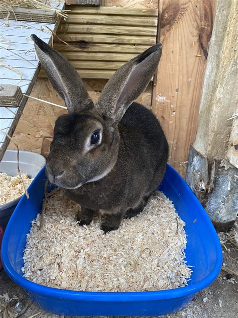 ned | St Francis Animal Welfare