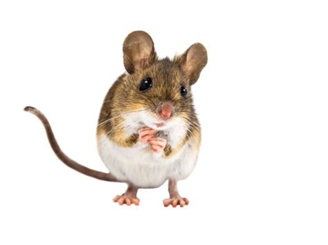 Brown Field Mouse Stock Photos Pictures And Royalty Free Images Istock