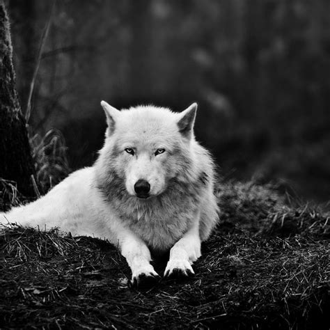 10 New Cool Wolf Desktop Backgrounds Full Hd 1080p For Pc Background 2021