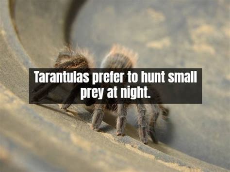 Facts About Tarantula 17 Pics