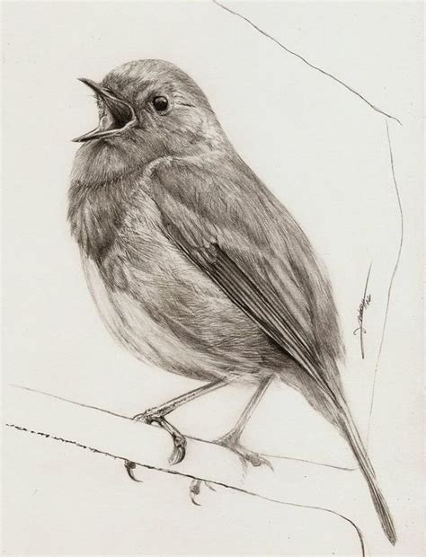 Watch the pictures or drawings of your favorite bird and start drawing roughly. Mooi mossie | Afrikaanse woorde | Bird pencil drawing ...