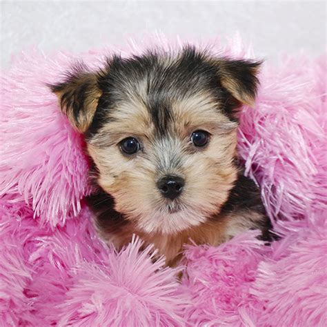 morkie puppies  sale  florida  vetted breeders