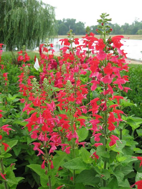 Salvia Coccinea ‘lady In Red Rbg 2011 All America Selections