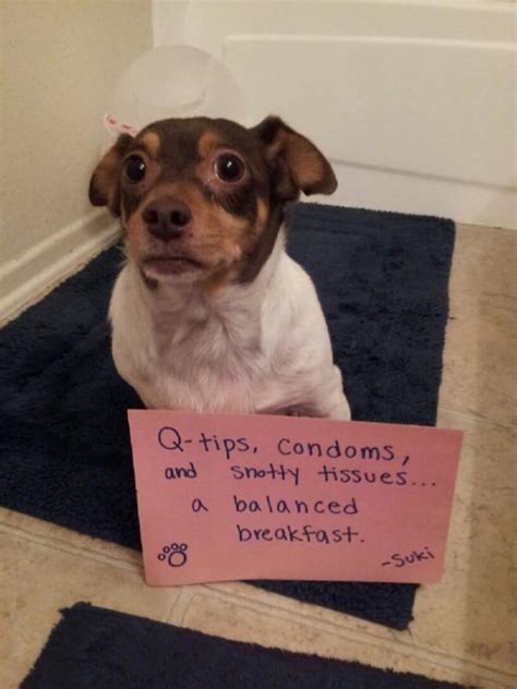 20 Of The Most Hilarious Dog Shaming Signs