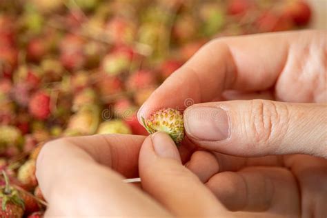 Women`s Hands Close Up Fingering A Forest Berry Stock Image Image Of