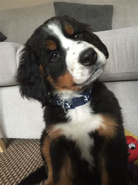 Beautiful Bernese Mountain Dog Puppy Called Thor ️ With Images