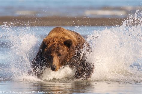 Fishing Brown Bear Photo Blog Niebrugge Images