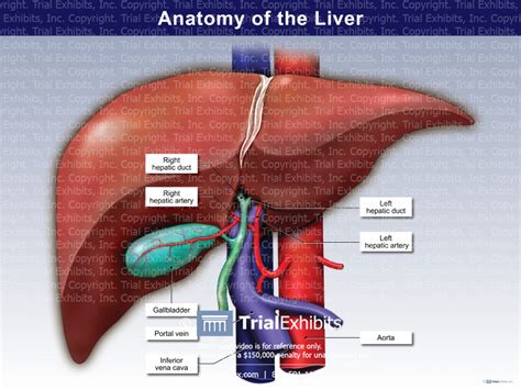 Anterior View Anatomy Of The Liver Trialexhibits Inc
