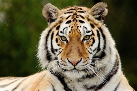 Fond Décran Tigre Prédateur Gros Chat Visage Les Yeux Surprise