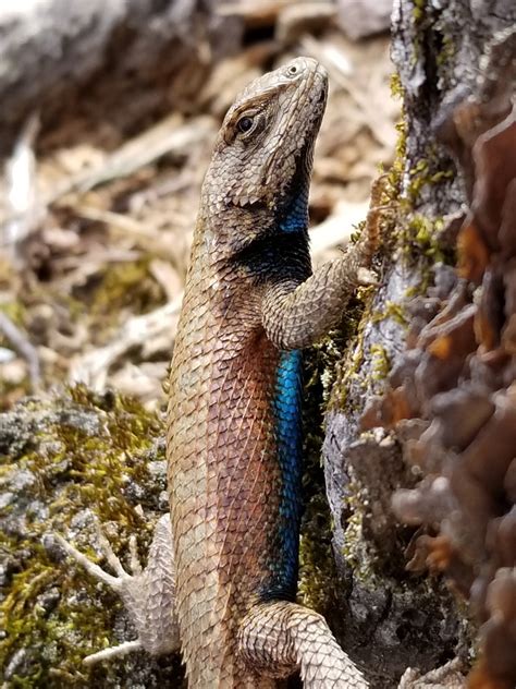 13 Lizards With Blue Bellies Pictures And Identification