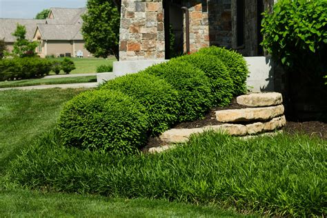 Boxwood In The Garden Photos Of The Best Ideas For Use In Landscape