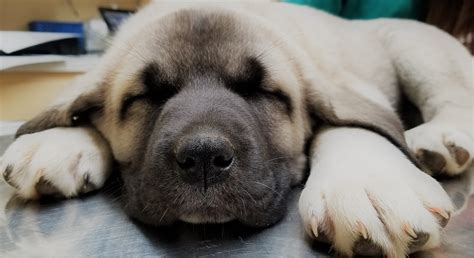 We will then search our database for kangal breeders and their litters and propose several puppies that we feel suit you and your lifestyle best. 2021 Kangal Puppies For Sale at Von Tassen Farm | Kentucky