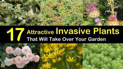 17 Attractive Invasive Plants That Will Take Over Your Garden