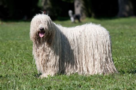 11 Strangest Looking Dog Breeds That Are Still Adorable Page 6