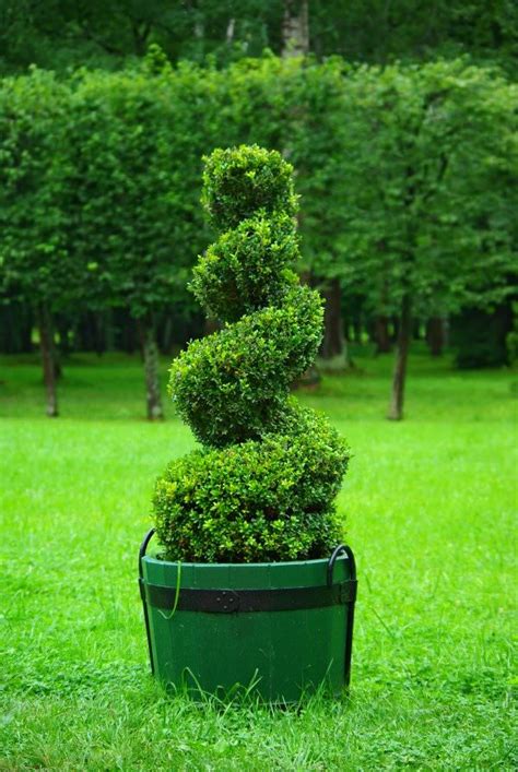 Garden Topiary For Beginners
