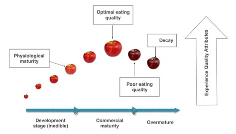 Insect pest observations in hudson valley apple orchards. Development stages of apple fruit | Download Scientific Diagram