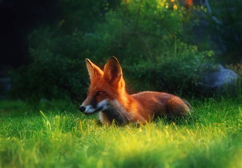 756175 Foxes Grass Rare Gallery Hd Wallpapers