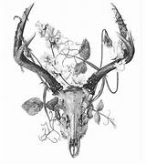 Deer Skull With Flowers Pictures