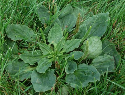 Plantain Weed Identification