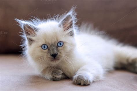 White Balinese Kitten By Imagefountain Photos On Creative Market