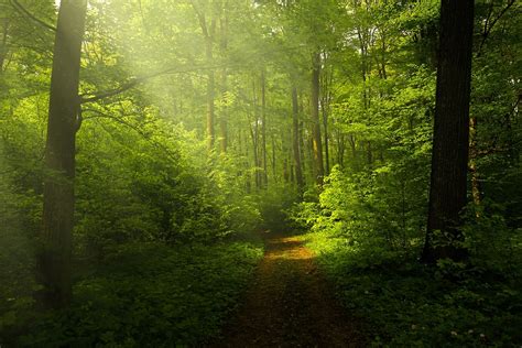 Free Photo Light Forest Rays Landscape Free Image On Pixabay