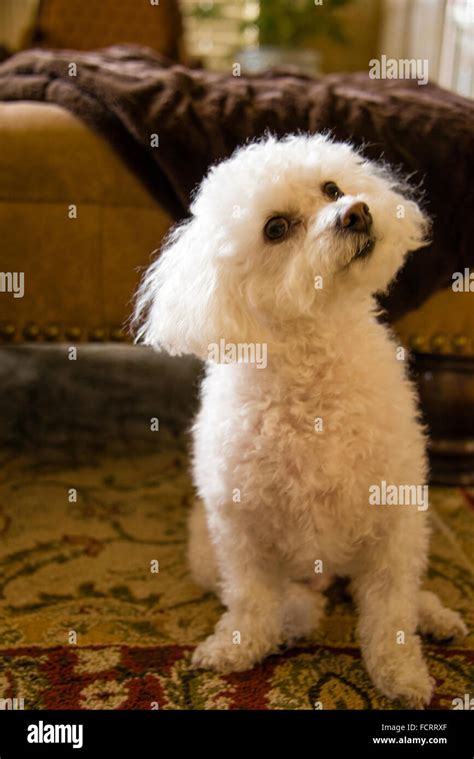 Bichon Frise Dog Stock Photo Alamy