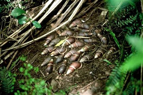 These ones are garden snails. Flax snail colony - Snails and slugs - Te Ara Encyclopedia ...