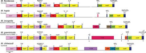 Linear Maps Of The Mitochondrial Genomes Of Five Meloidogyne