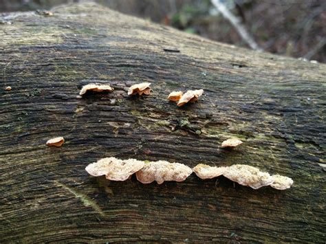 Misidentifying Fungi The Old Oak Tree