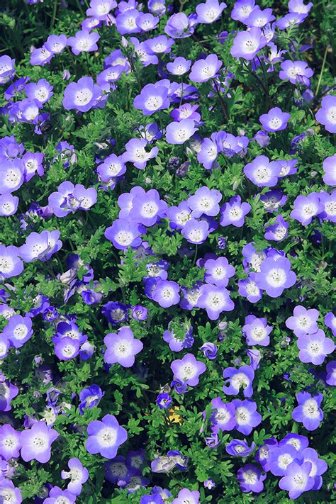 Nn49 Flower Spring Purple Nature Wallpaper