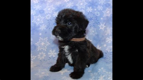 We are now accepting our brindle, brown, or sable mini whoodles are $1600. Scout, a Mini Whoodle Puppy from Celebritypups.com - YouTube