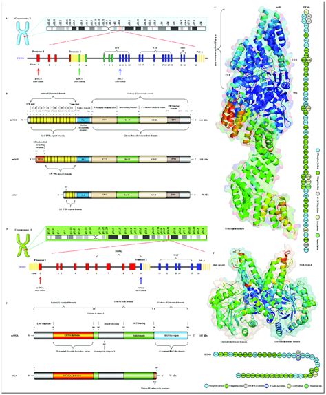 Genomic And Proteomic Structures Of Various Subtypes Of Human Ogt And